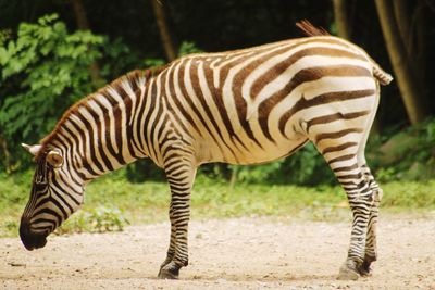 Side view of zebra standing on grass