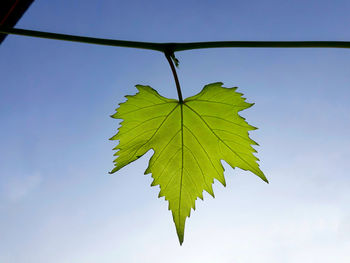 Low angle view of tree against sky