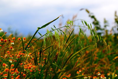 Close-up of flowering plants on field