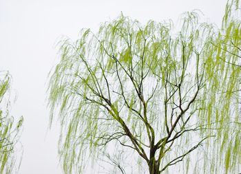 Low angle view of tree against clear sky