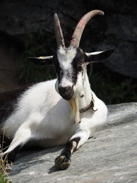 Close-up portrait of a black white goat on a rock, laying