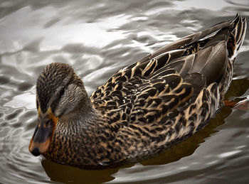 Close-up of mallard duck swimming in lake