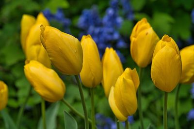 Close-up of yellow flowering plant