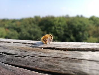 Close-up of a lizard on wood