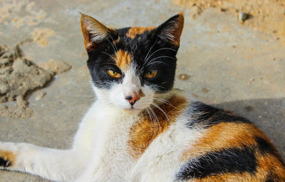 Close-up portrait of cat