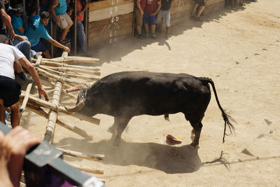 Bull on sand during event