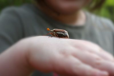 Close-up of ladybug on hand