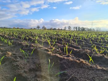 Scenic view of agricultural field against sky