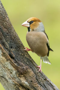 Close-up of bird perching on branch