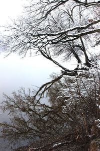 Low angle view of tree against sky during winter