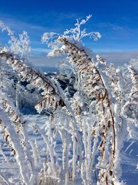 Aerial view of frozen plants against sky