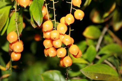 Close-up of cherries on tree