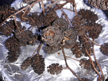 Close-up of frozen plants