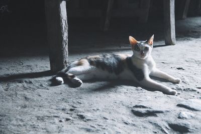 Portrait of cat lying on ground