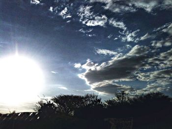 Sun shining through trees