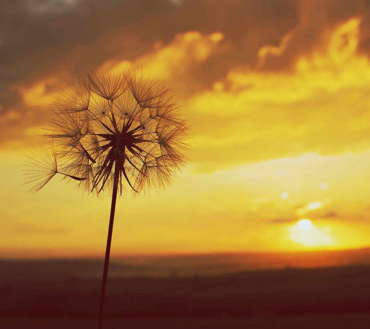 sunset, silhouette, sky, beauty in nature, tranquil scene, scenics, tranquility, orange color, nature, landscape, tree, idyllic, dramatic sky, cloud - sky, growth, cloud, outdoors, sun, field, bare tree