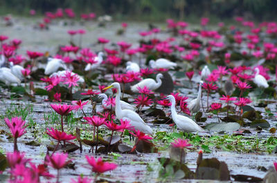 Close-up of pink lotus water lily in lake