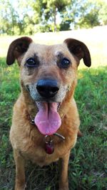 Portrait of dog sticking out tongue on field