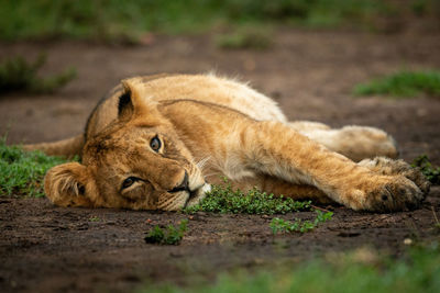 Cat relaxing on field