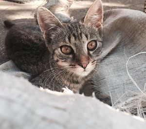 Close-up portrait of kitten resting on sack