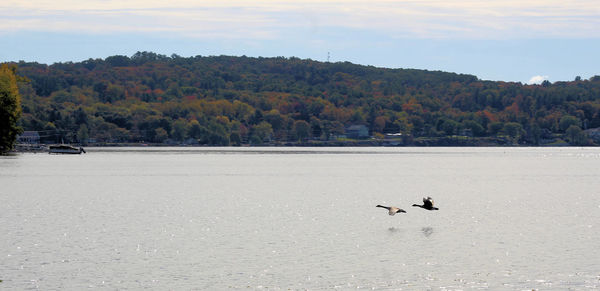 View of birds in the lake