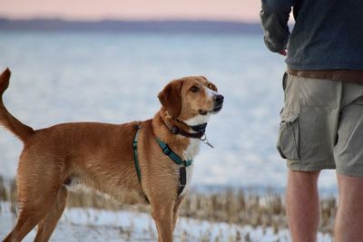 Dog standing in a sea