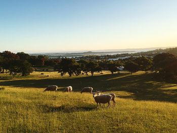 Sheep on field against clear sky