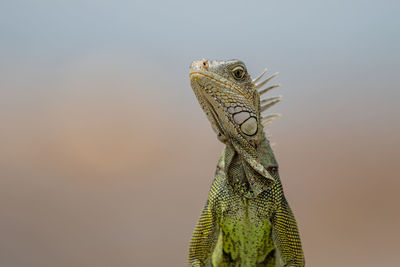 Frontal view of iguana looking at camera with one suspicious eye