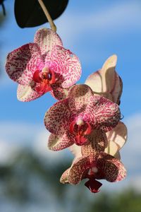 Close-up of red flower against sky