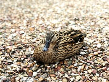 Close-up of bird