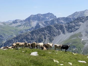 Cows grazing in a field