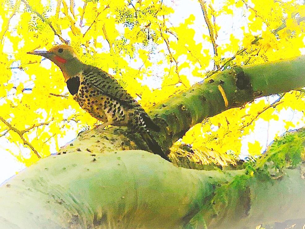 yellow, animal themes, animal, animals in the wild, vertebrate, animal wildlife, no people, plant, nature, tree, day, one animal, close-up, outdoors, beauty in nature, green color, growth, leaf, plant part, bird