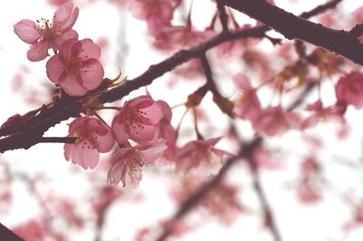 Low angle view of cherry blossom tree