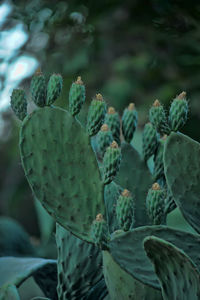 Close-up of succulent plant