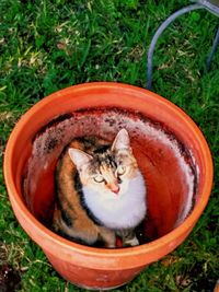 High angle portrait of cat in grass