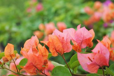 Close-up of pink flowering plants