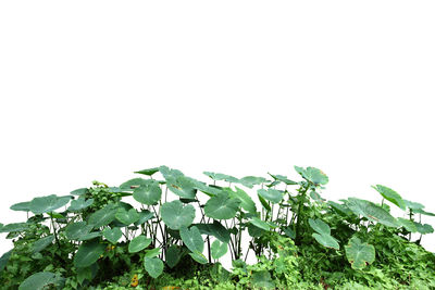 Close-up of fresh green plant against sky