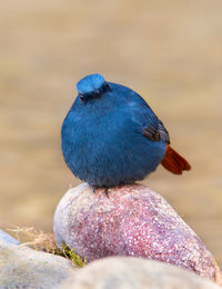 Close-up of blue bird perching on wood