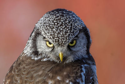 Close-up portrait of owl