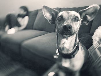 Portrait of dog relaxing on sofa