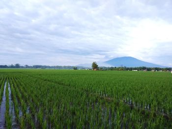 Scenic view of agricultural field against sky