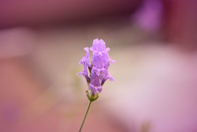 Close-up of pink flower against blurred background