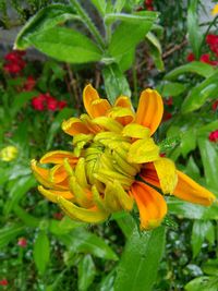 Close-up of yellow flower
