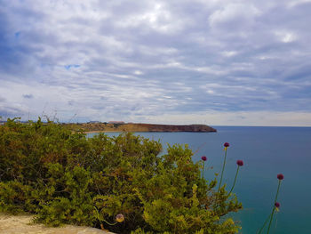 Plants by sea against sky