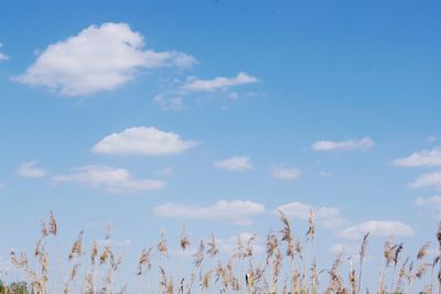 Low angle view of plants against blue sky