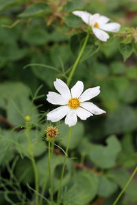 Close-up of white flowering plant