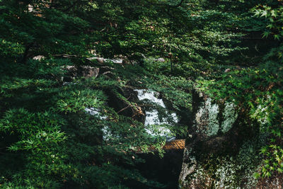 Moss growing on tree in forest