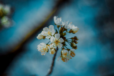 Close-up of cherry blossoms on tree