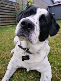 Close-up of a dog looking away