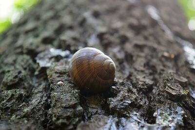 Close-up of snail